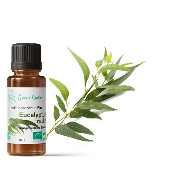 Huile essentielle Bio Eucalyptus Radiata