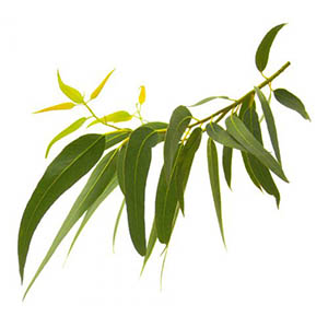 Eucalyptus citronné