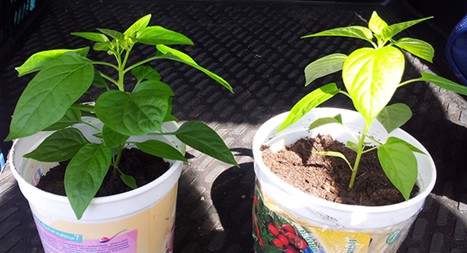Utilisation d'un CEF Faune et Flore sur une plante